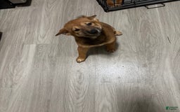 Shiba Inu dogs for sale: Bubbles - Image 1