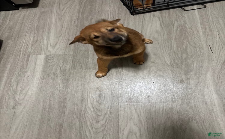 Shiba Inu dogs for sale - Ad 1