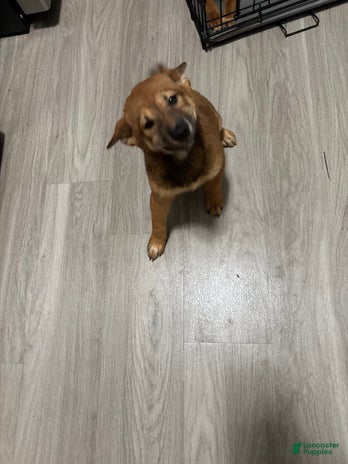 Shiba Inu dogs for sale - Ad 1