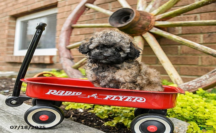 Toy Poodle dogs for sale - Ad 1