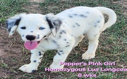 Dalmatian dogs for sale: Peppers Pink Girl - Image 14