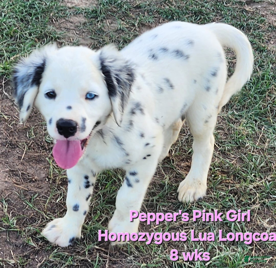 Dalmatian dogs for sale: Peppers Pink Girl - Image 14