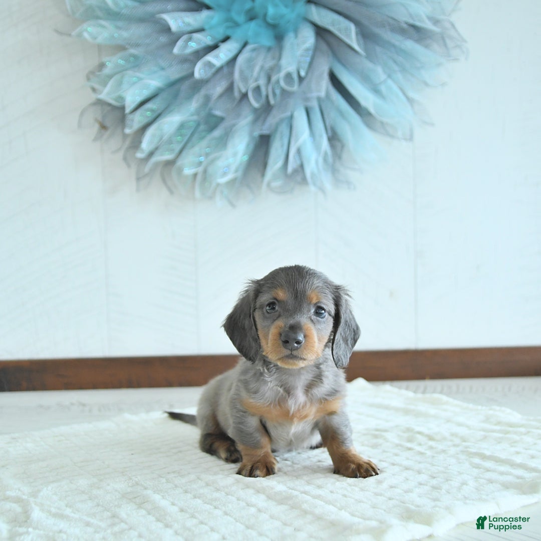 Miniature Dachshund dogs for sale: Zach Rare Color - Image 4