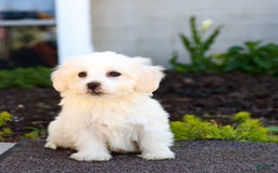 Maltipoo dogs for sale: Maltipoo 8 puppies - Image 17