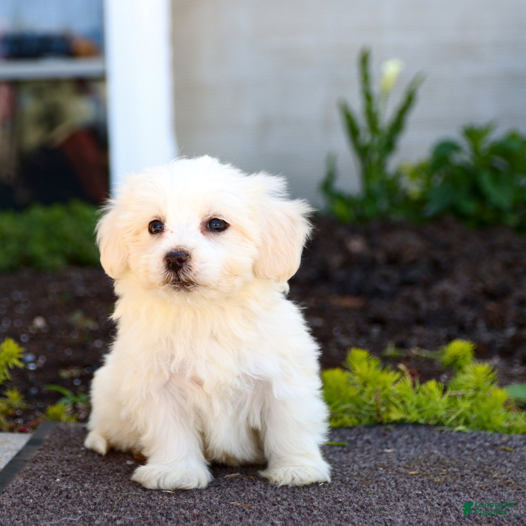 Maltipoo dogs for sale: Maltipoo 8 puppies - Image 17