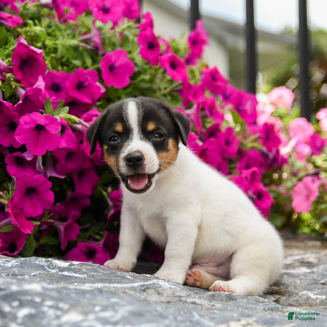 Jack Russell Terrier dogs for sale: Quinn - Image 3