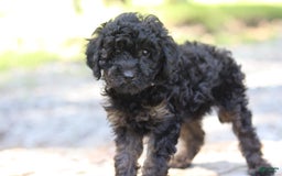 Miniature Poodle dogs for sale: Tessa - Image 5