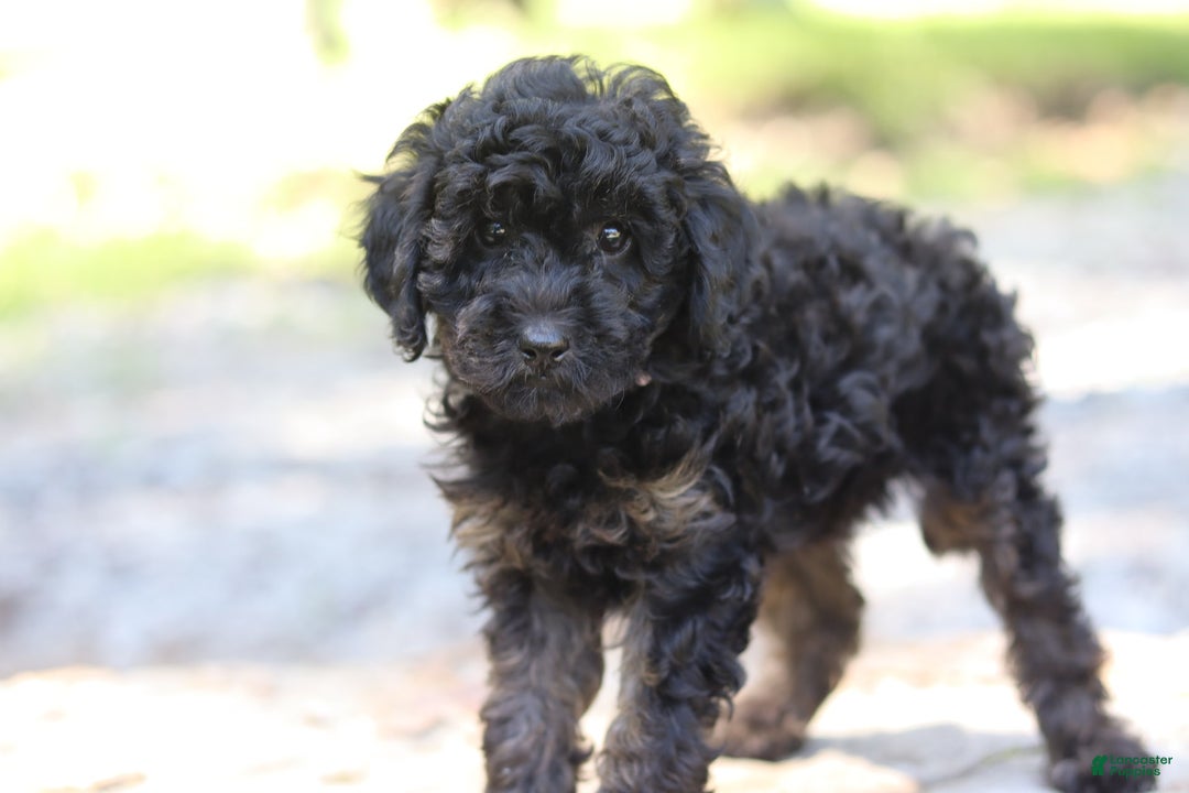 Miniature Poodle dogs for sale: Tessa - Image 5