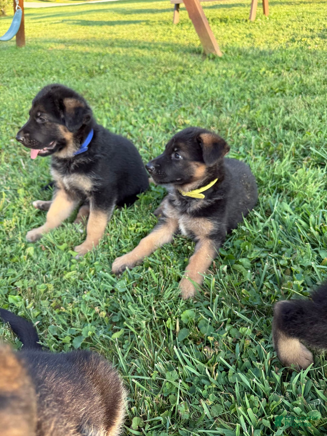 German Shepherd dogs for sale: German Shepherd 6 puppies - Image 12