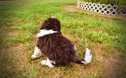 Havapoo dogs for sale: Hero - Image 13