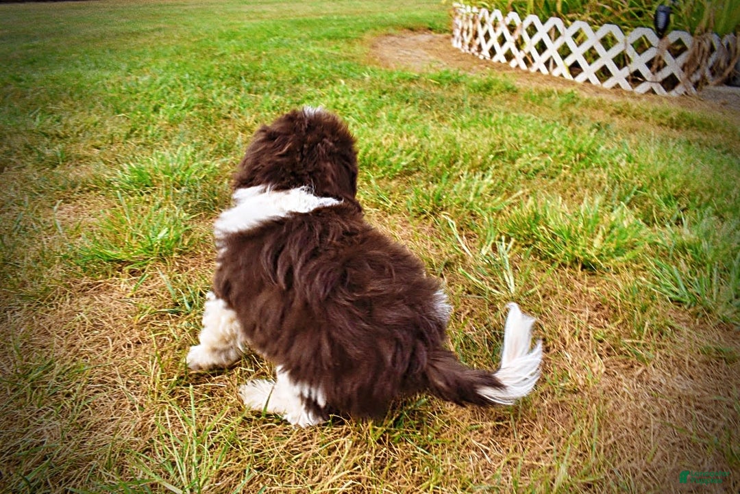 Havapoo dogs for sale: Hero - Image 13