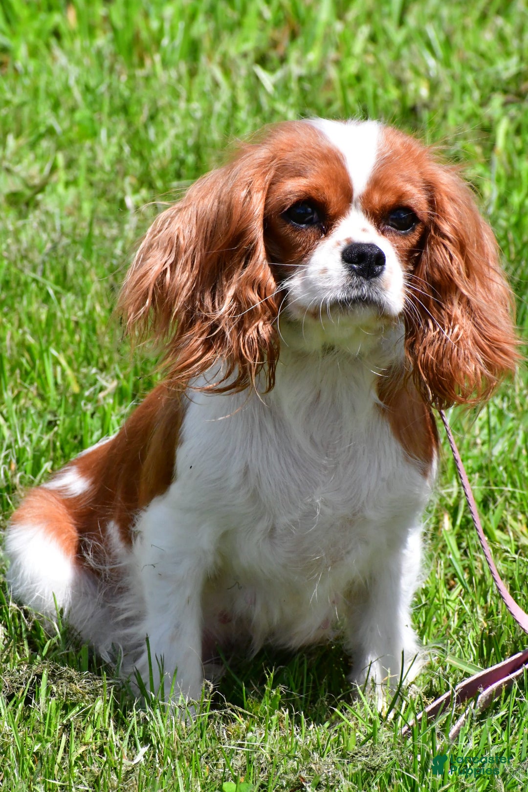 Cavalier King Charles Spaniel dogs for sale: Jethro - Image 7
