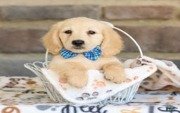 Miniature Dachshund dogs for sale: Theo - Image 2