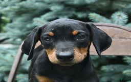 Doberman Pinscher dogs for sale: Precious - Image 8