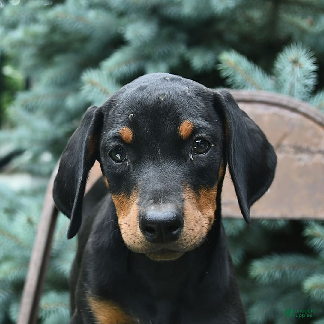Doberman Pinscher dogs for sale: Precious - Image 8