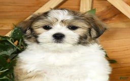 Teddy Bear dogs for sale: Wells - Image 2