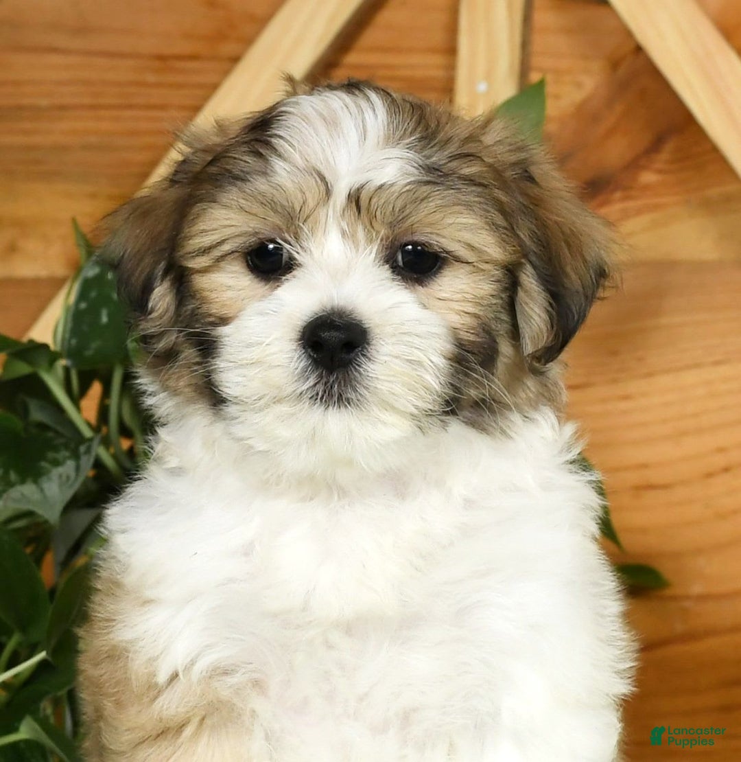 Teddy Bear dogs for sale: Wells - Image 2