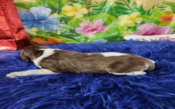 German Shorthaired Pointer dogs for sale: Mr Pringles - Image 4