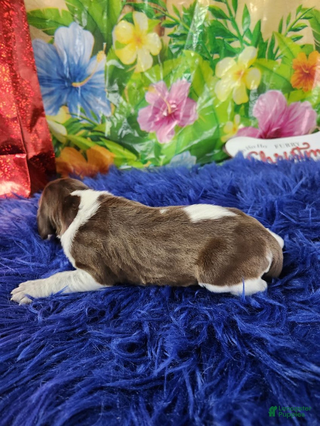 German Shorthaired Pointer dogs for sale: Mr Pringles - Image 4