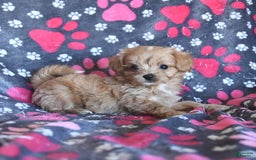 Cavapoo dogs for sale: Alex - Image 1