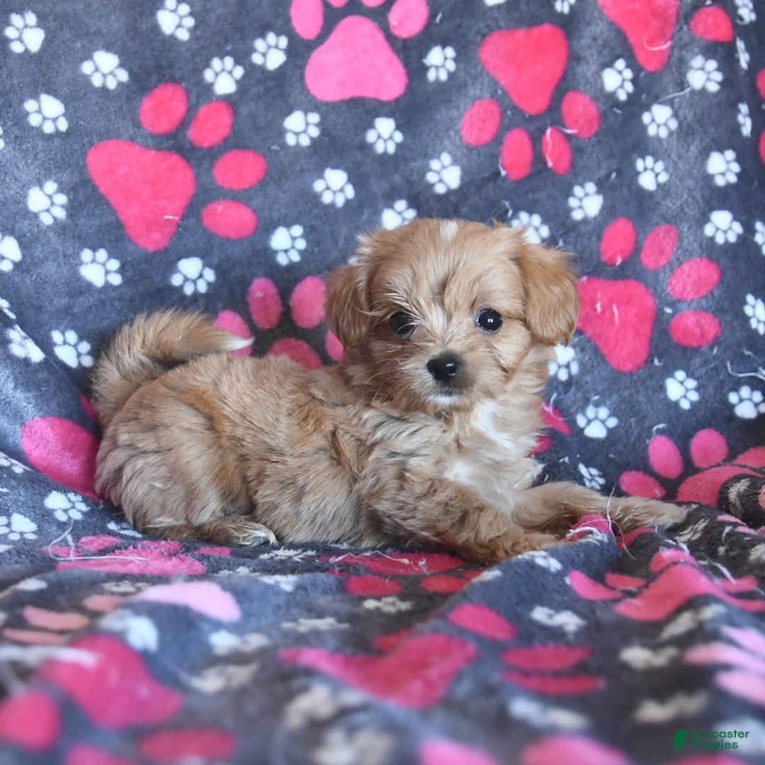 Cavapoo dogs for sale: Alex - Image 1