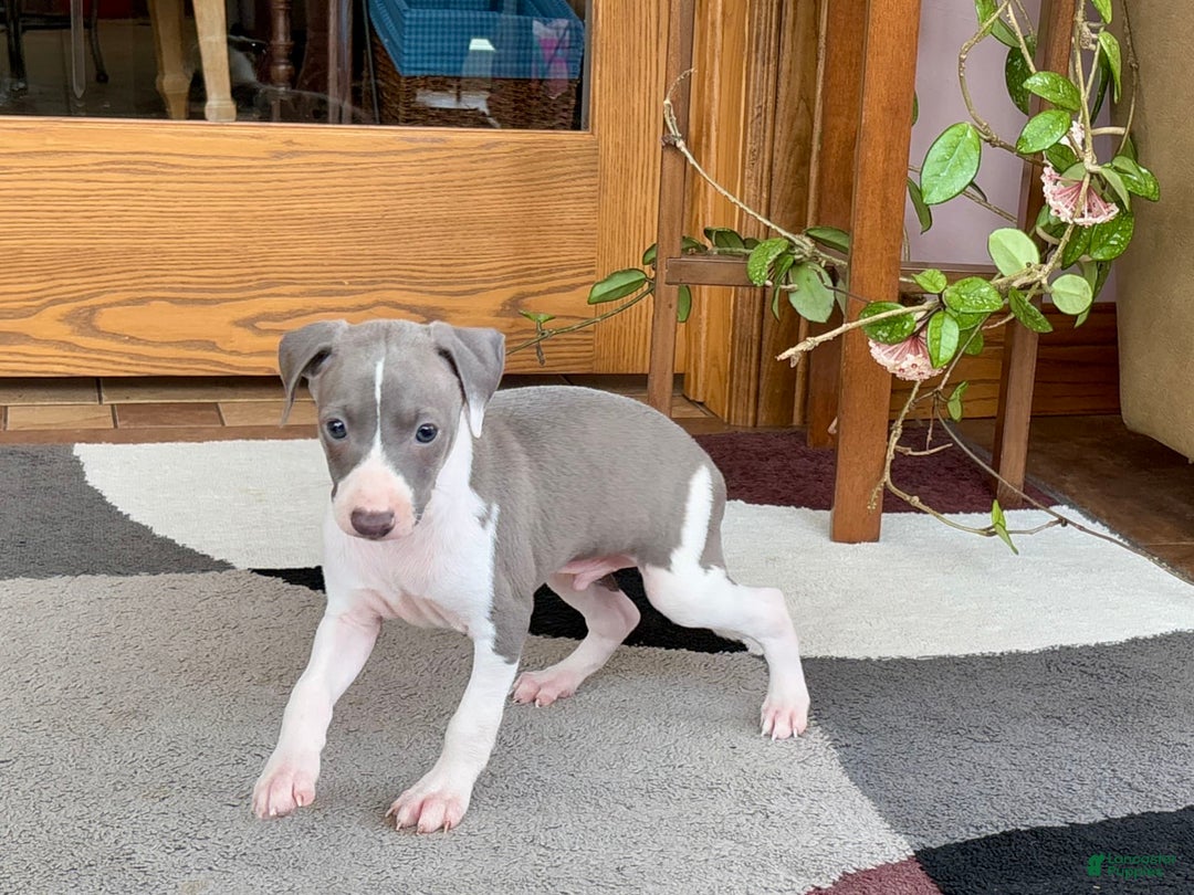 Italian Greyhound dogs for sale: Lenny - Image 2