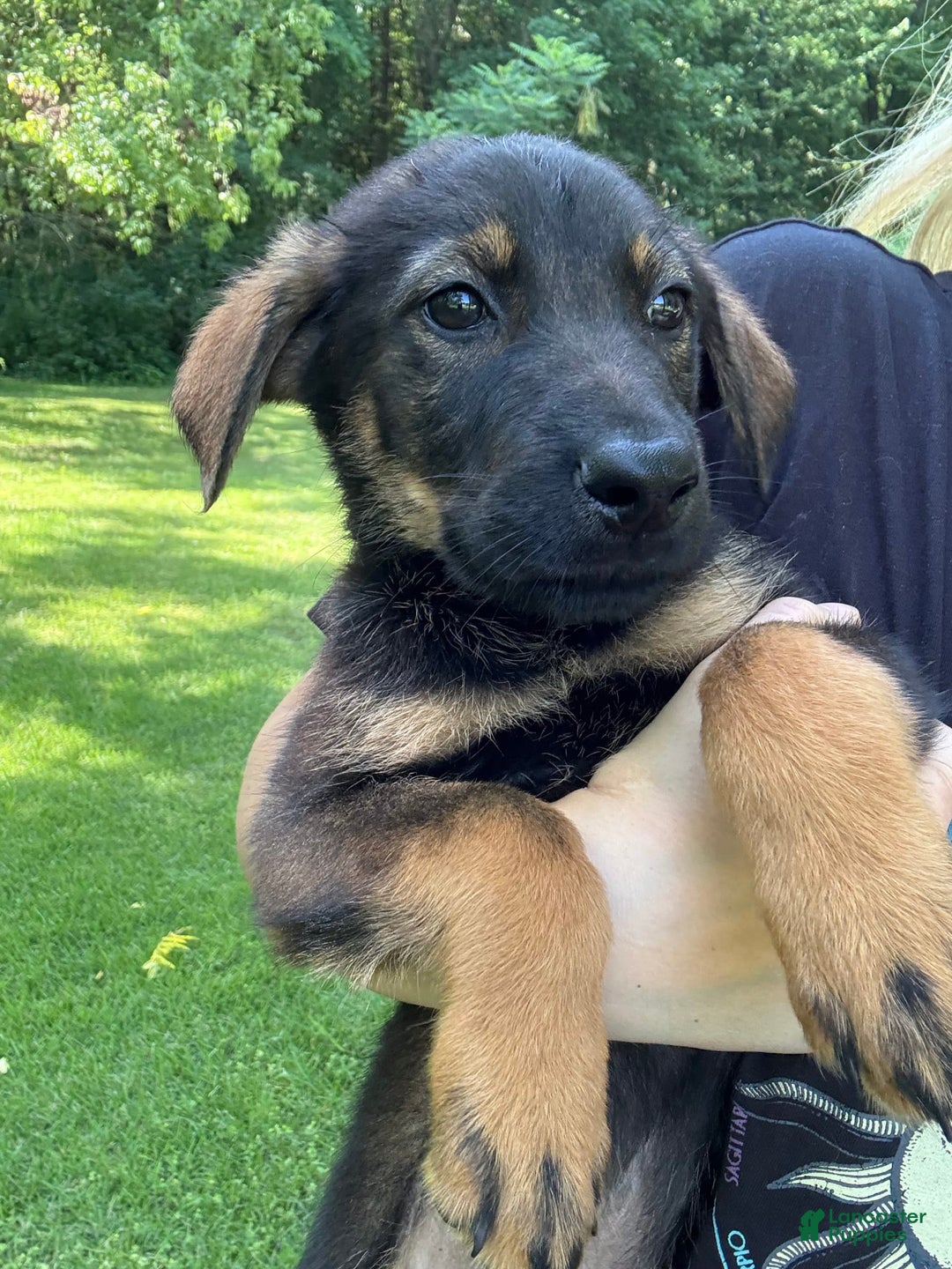German Shepherd dogs for sale: Loki - Image 8