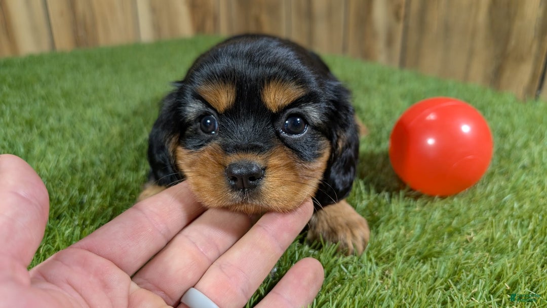 Cavalier King Charles Spaniel dogs for sale: Brin Girl 3 - Image 6