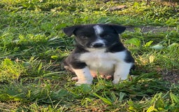 Border Collie dogs for sale: Blackie - Image 1