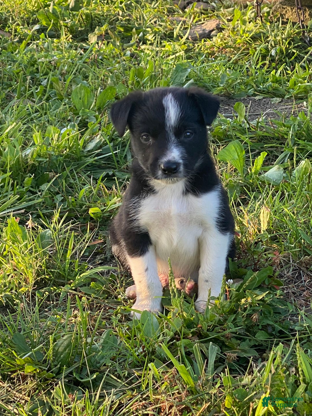 Border Collie dogs for sale: Blackie - Image 1