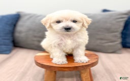 Mini Goldendoodle dogs for sale: Baxter - Image 8