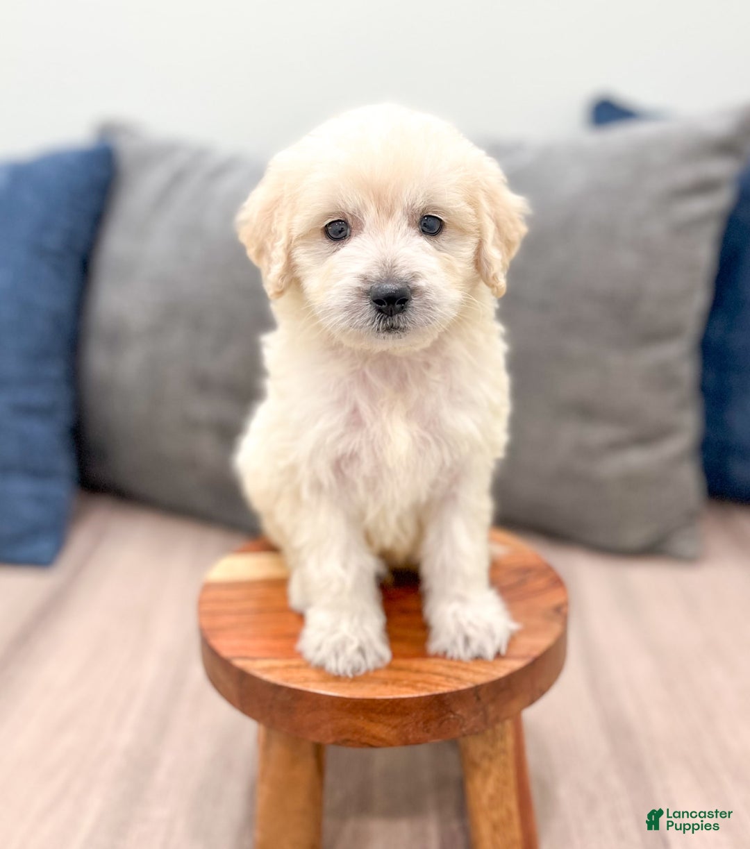 Mini Goldendoodle dogs for sale: Baxter - Image 8