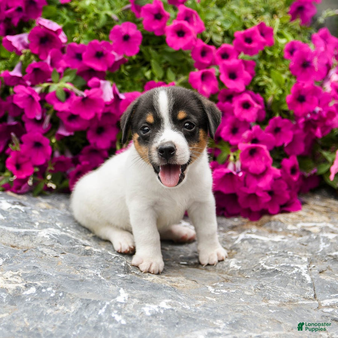 Jack Russell Terrier dogs for sale: Quinn - Image 2