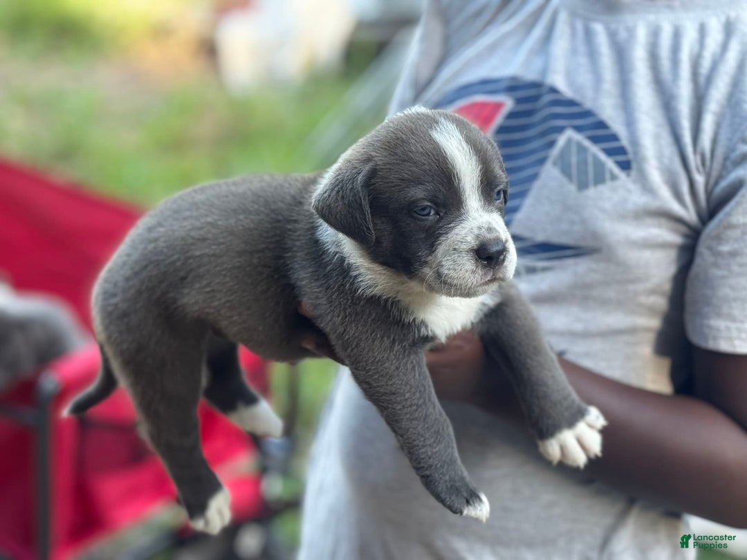 American Bully dogs for sale: Lazy Boy - Image 3