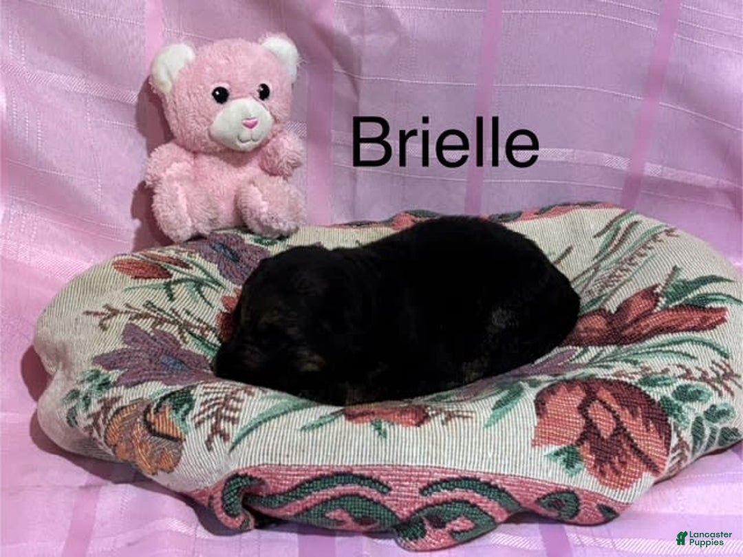 German Shepherd dogs for sale: Brielle - Image 1
