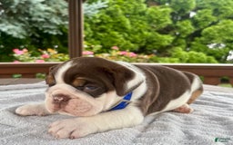 English Bulldog dogs for sale: Gisele - Image 6