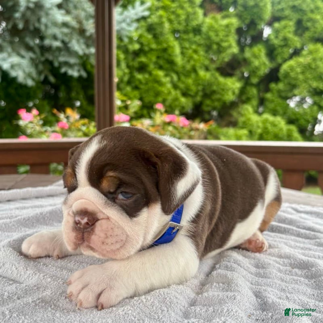 English Bulldog dogs for sale: Gisele - Image 6