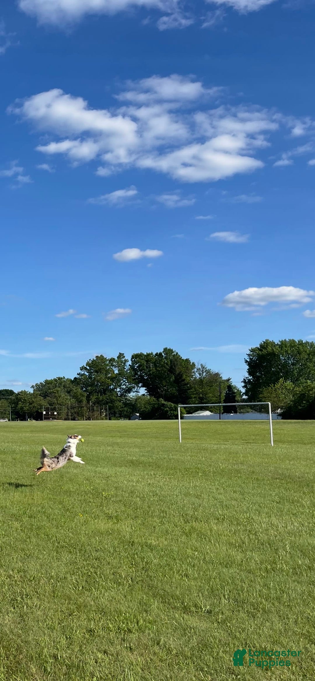 Miniature Australian Shepherd dogs for sale: Truffle - Image 11