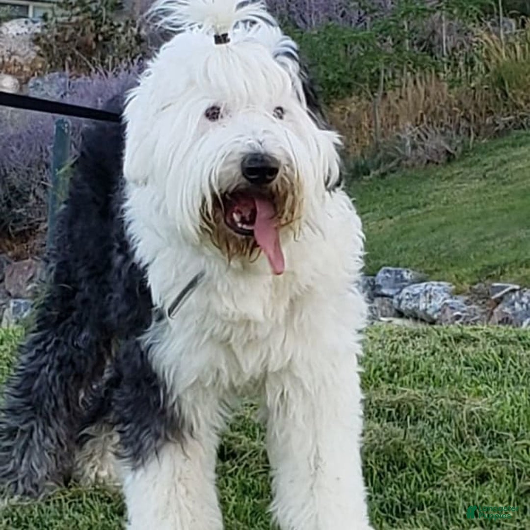 Old English Sheepdog dogs for sale: BODHISATTVA - Image 1