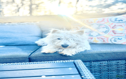 Miniature Poodle dogs for sale: Moto Moto - Image 5