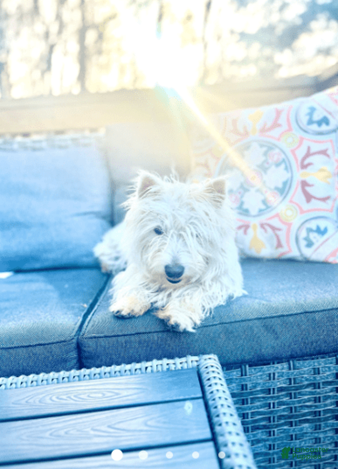 Miniature Poodle dogs for sale: Moto Moto - Image 5