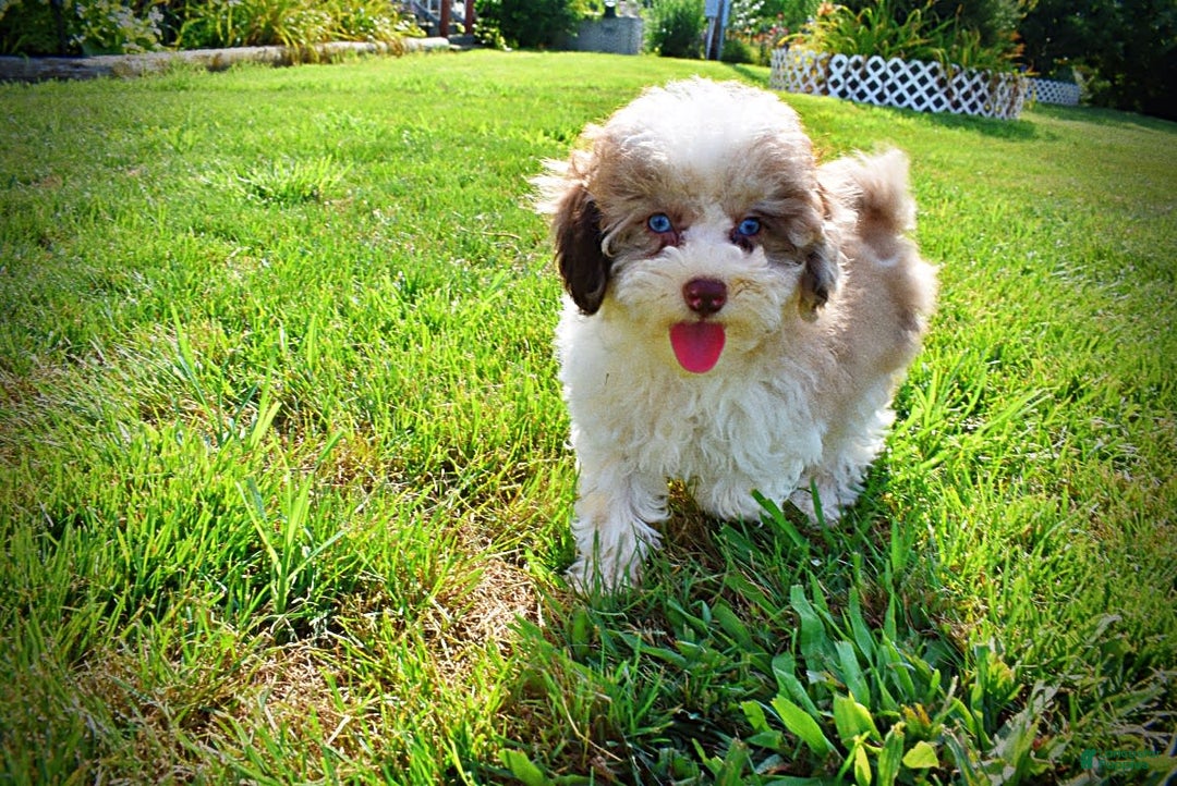 Havapoo dogs for sale: Gabby - Image 4