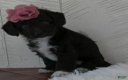 Yorkiepoo dogs for sale: Allie - Image 5