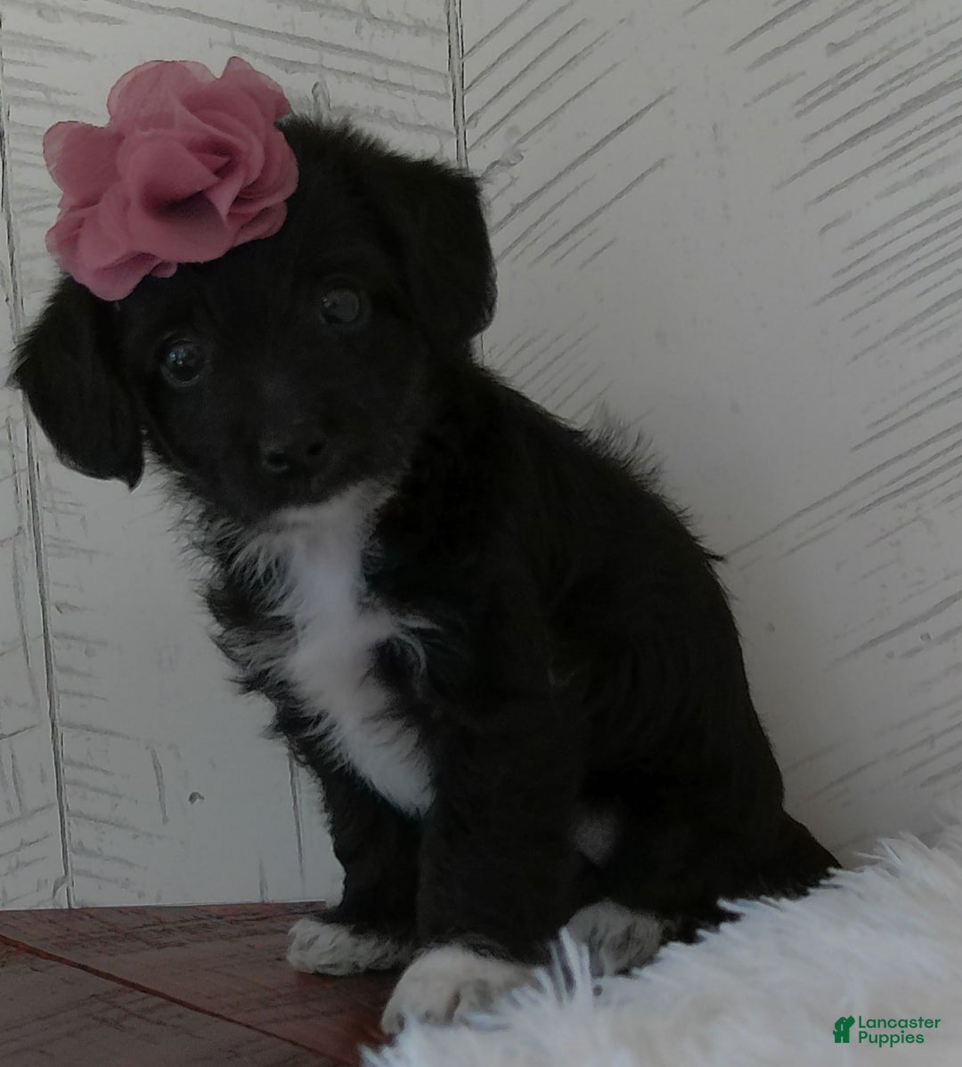 Yorkiepoo dogs for sale: Allie - Image 5