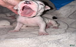 Dogo Argentino dogs for sale: M1 - Image 8