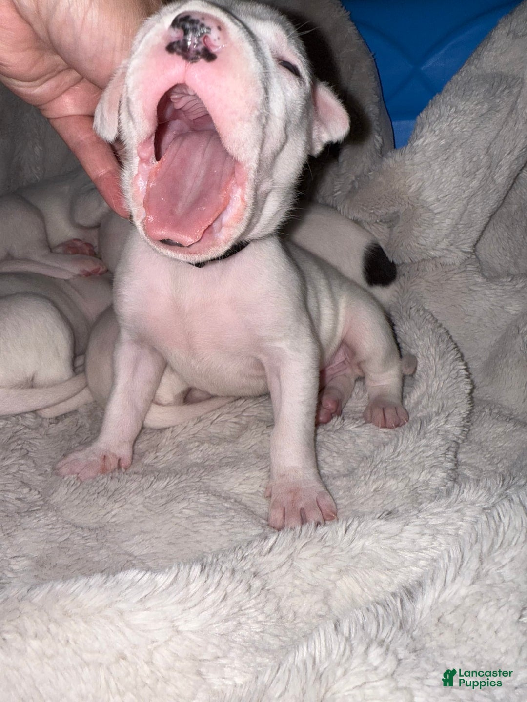 Dogo Argentino dogs for sale: M1 - Image 8