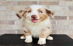 Australian Shepherd dogs for sale: Boots - Image 2