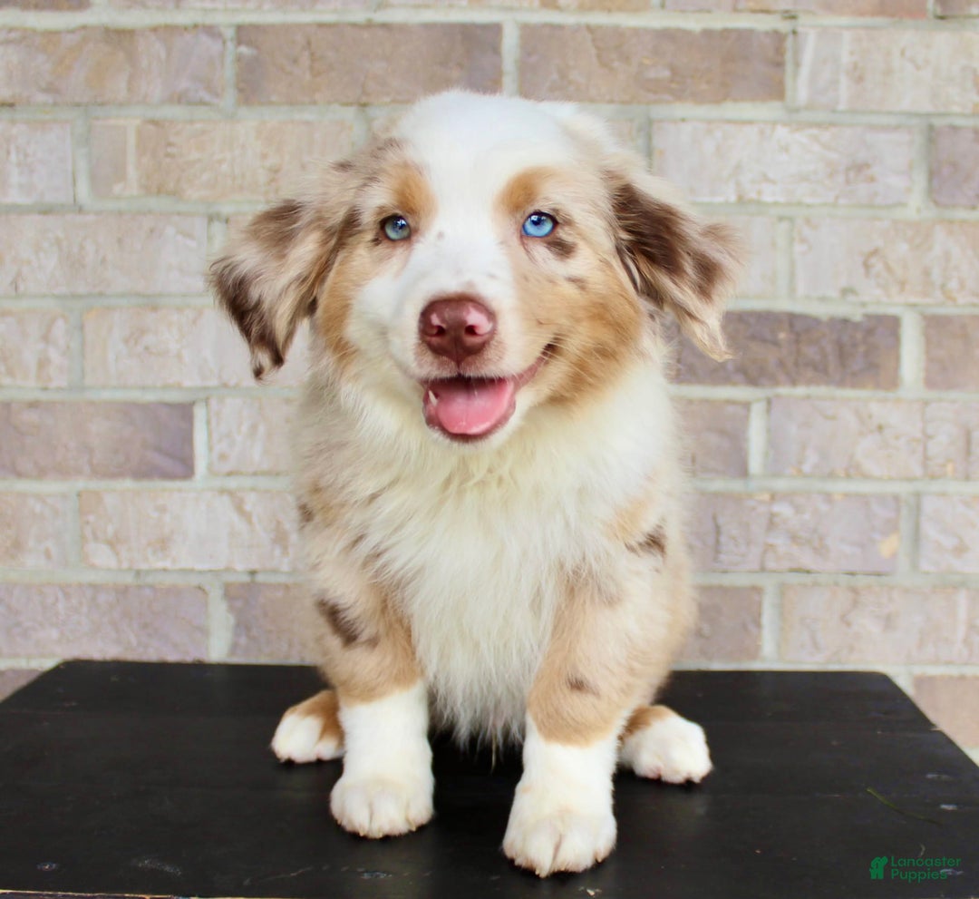 Australian Shepherd dogs for sale: Boots - Image 2