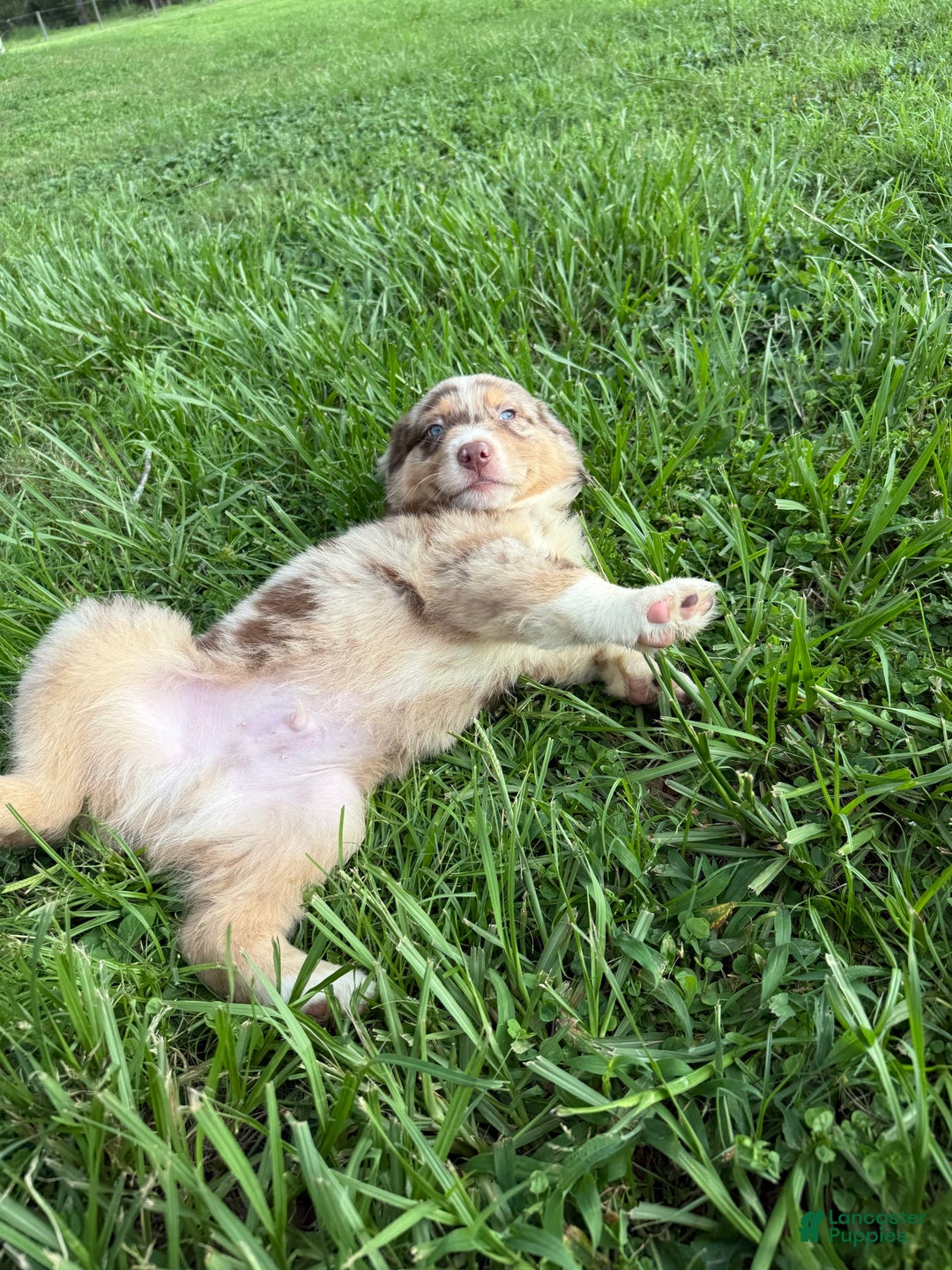 Australian Shepherd dogs for sale: L-black - Image 4