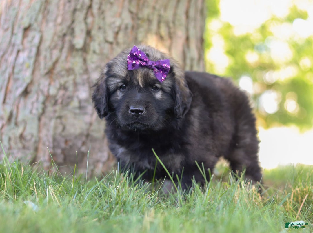 Newfoundland dogs for sale: Zara - Image 4